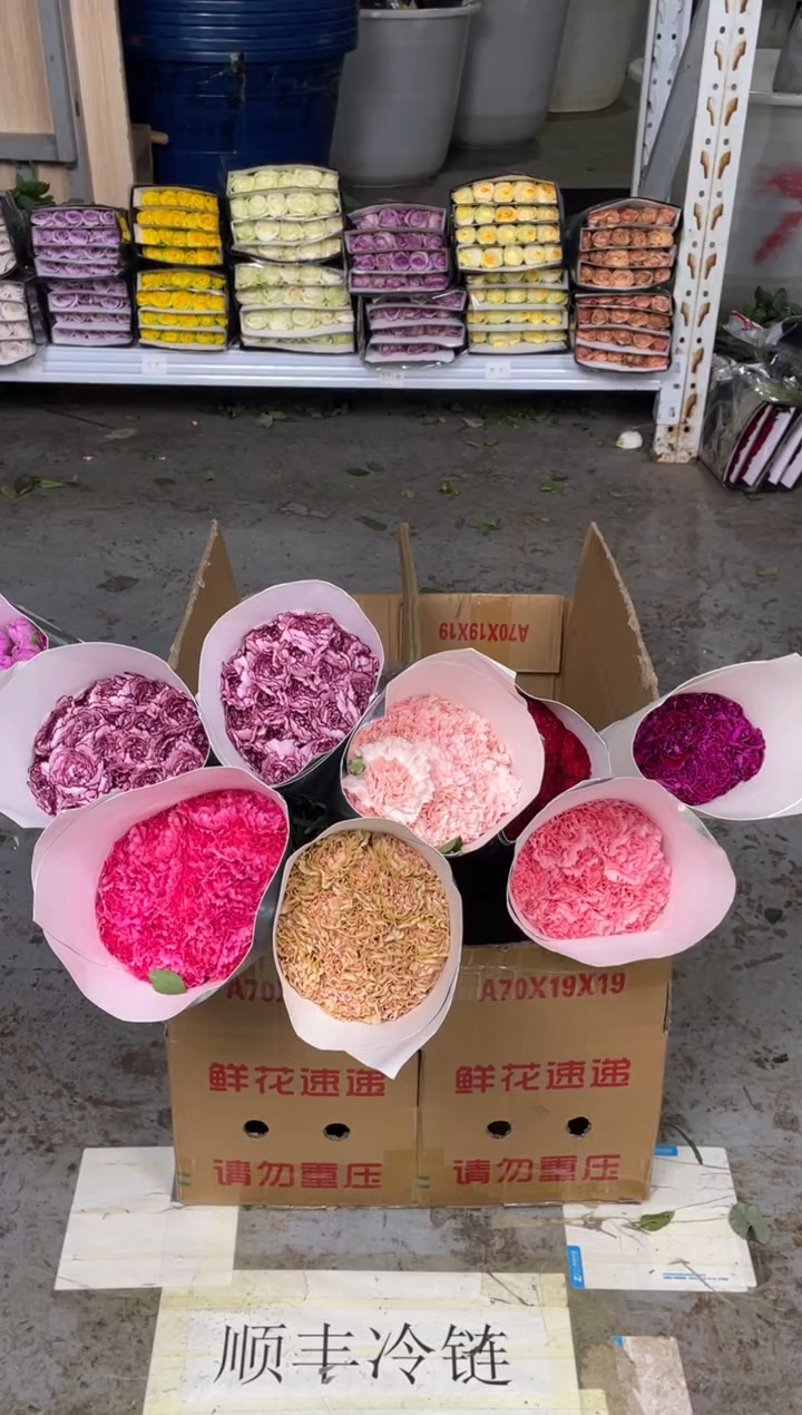 单头康乃馨6扎（任意色3-4个品种）