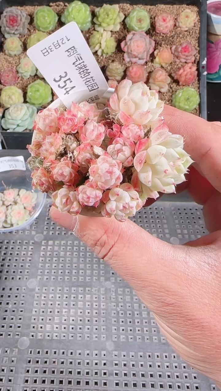 1203-354多肉群生不包整