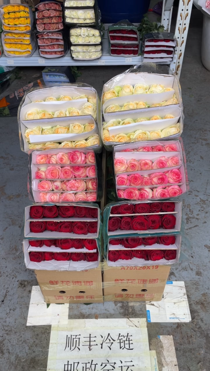 高原红20枝+艾沙20枝+香槟20枝