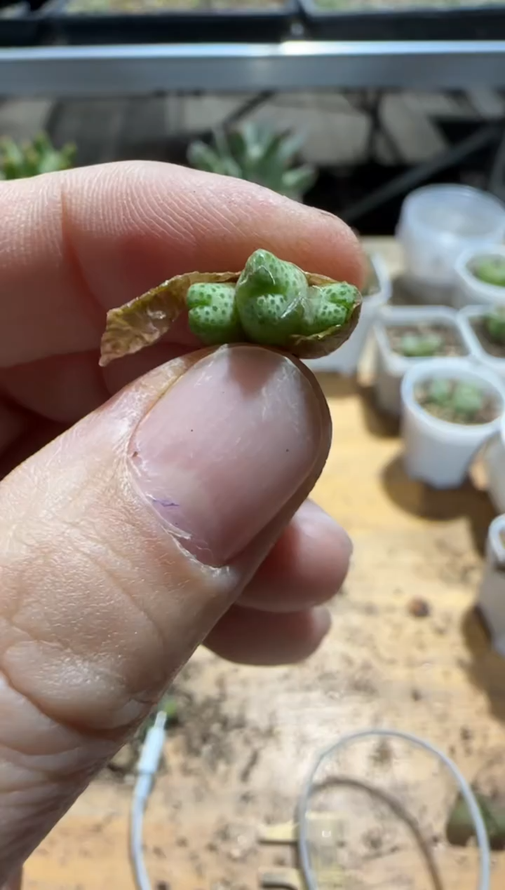 【闪购商品】9-494