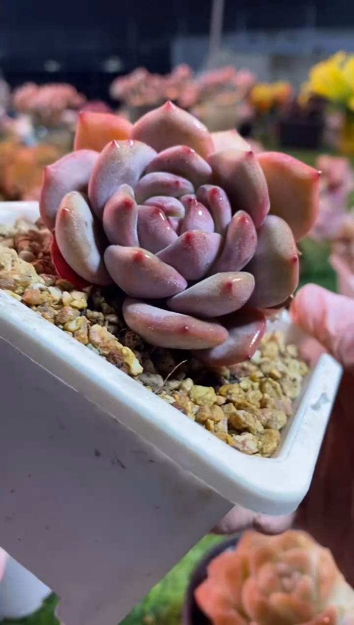 【闪购商品】0183a