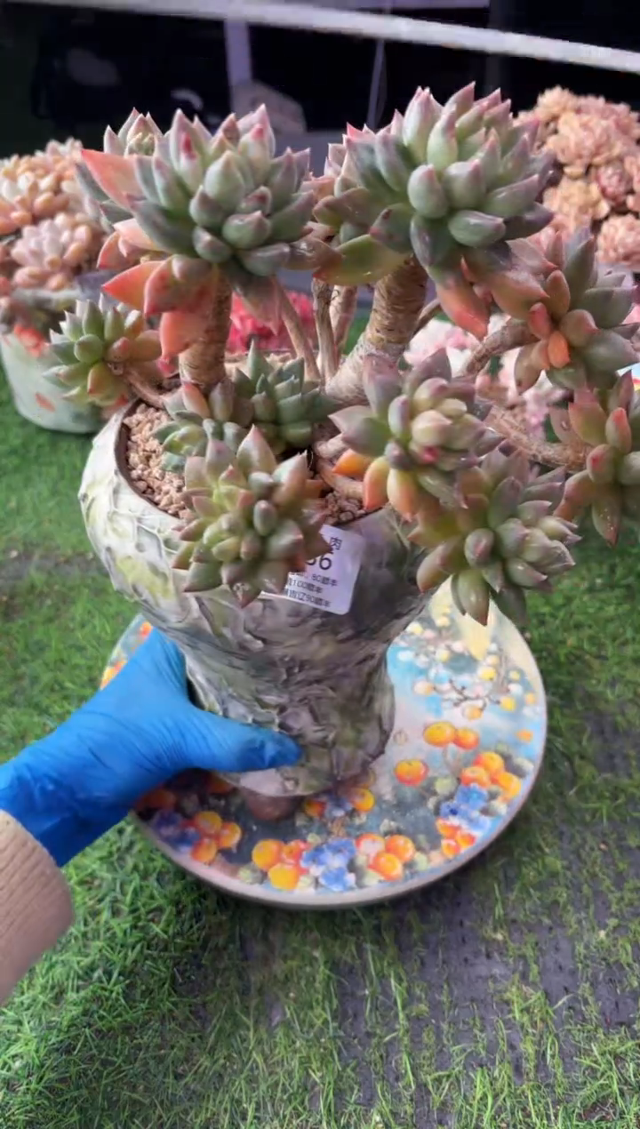 昆明印象多肉5136