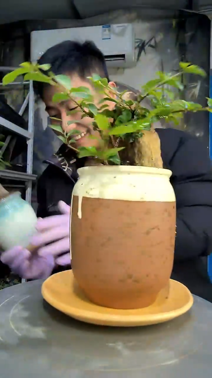 封***爱中青园艺一物一拍花440