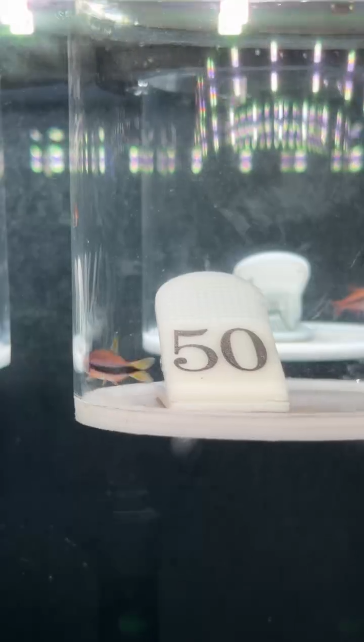 灯科鱼H****.【50】超级电光毒药