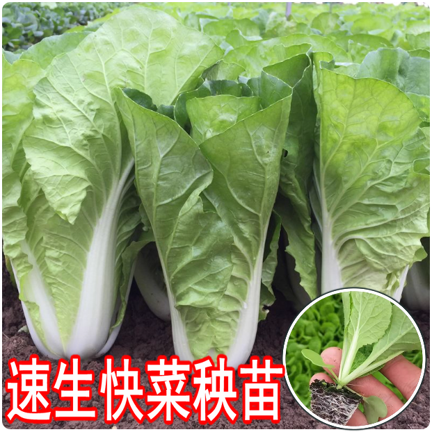高产快菜苗秋冬耐寒蔬菜苗大白菜娃娃菜萝卜儿菜秧苗阳台庭院种植