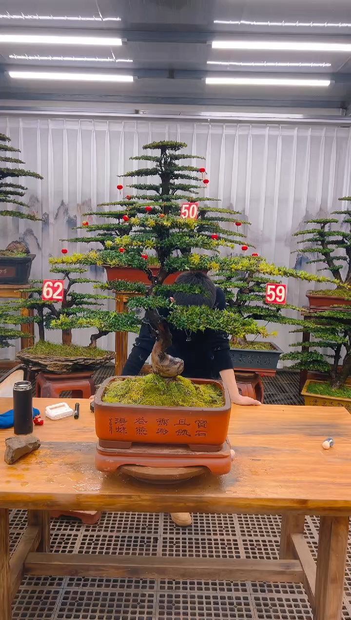 【闪购商品】紫砂精品盆景直播间一物一拍