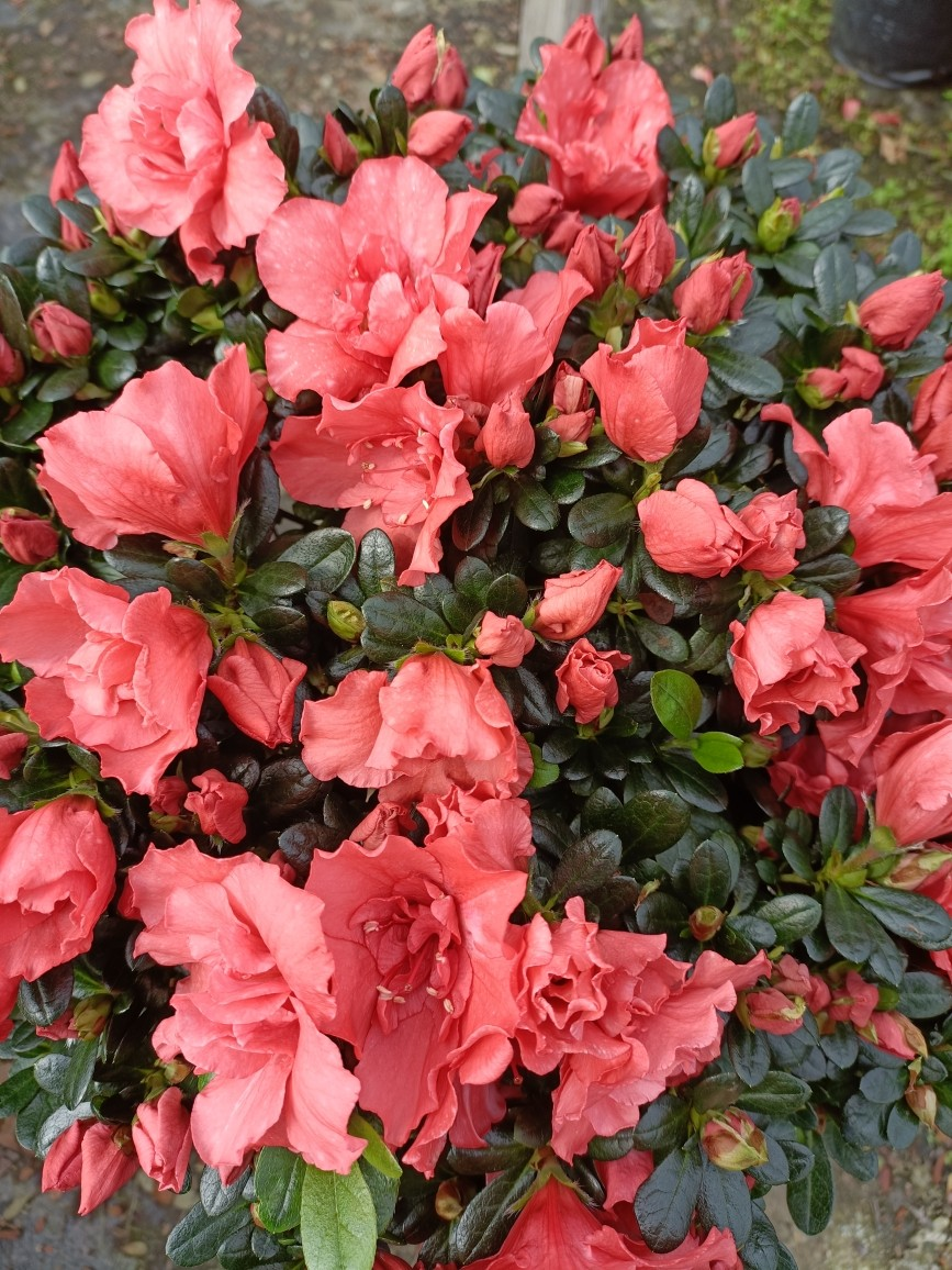 樱桃红杜鹃花芍药花四季开花盆栽植物室内外观花好养易活绿植盆栽