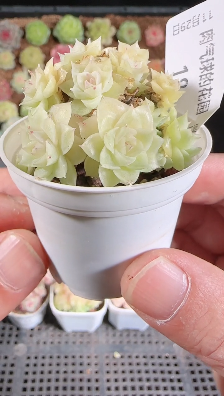 多肉1129-18群生不包整