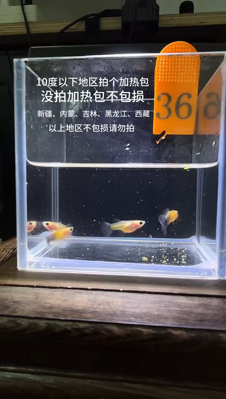 孔雀鱼黄肉蓝礼服玻璃猫普通体36