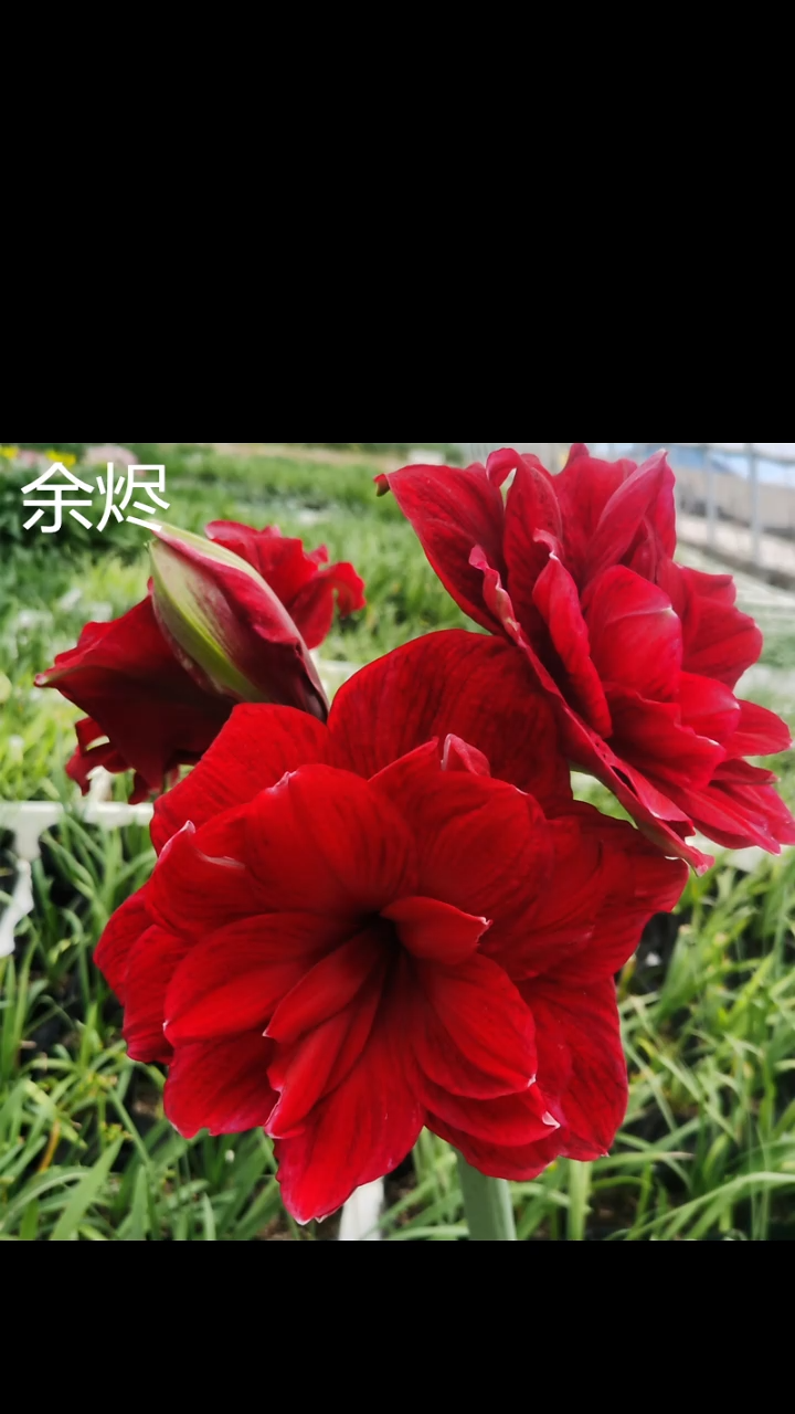 朱顶红余烬7厘米