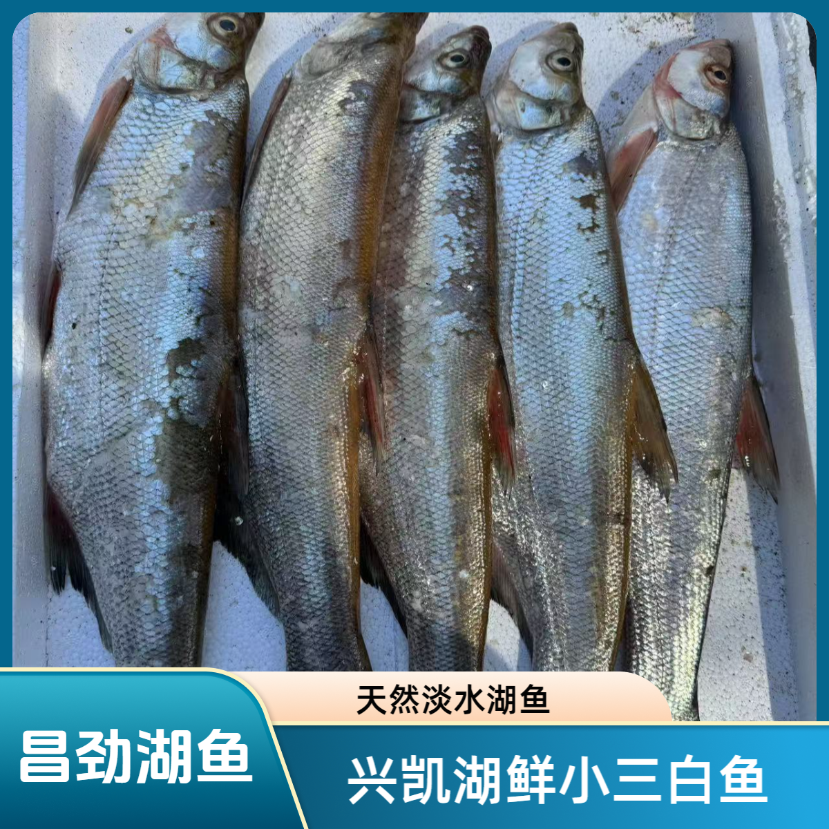 兴凯湖鲜小三白鱼淡水湖鱼