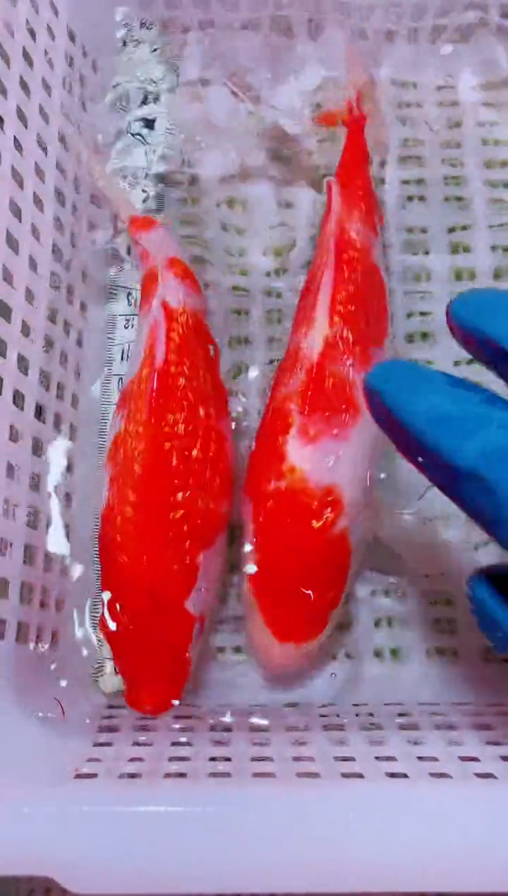 锦鲤血统锦鲤全场包邮160