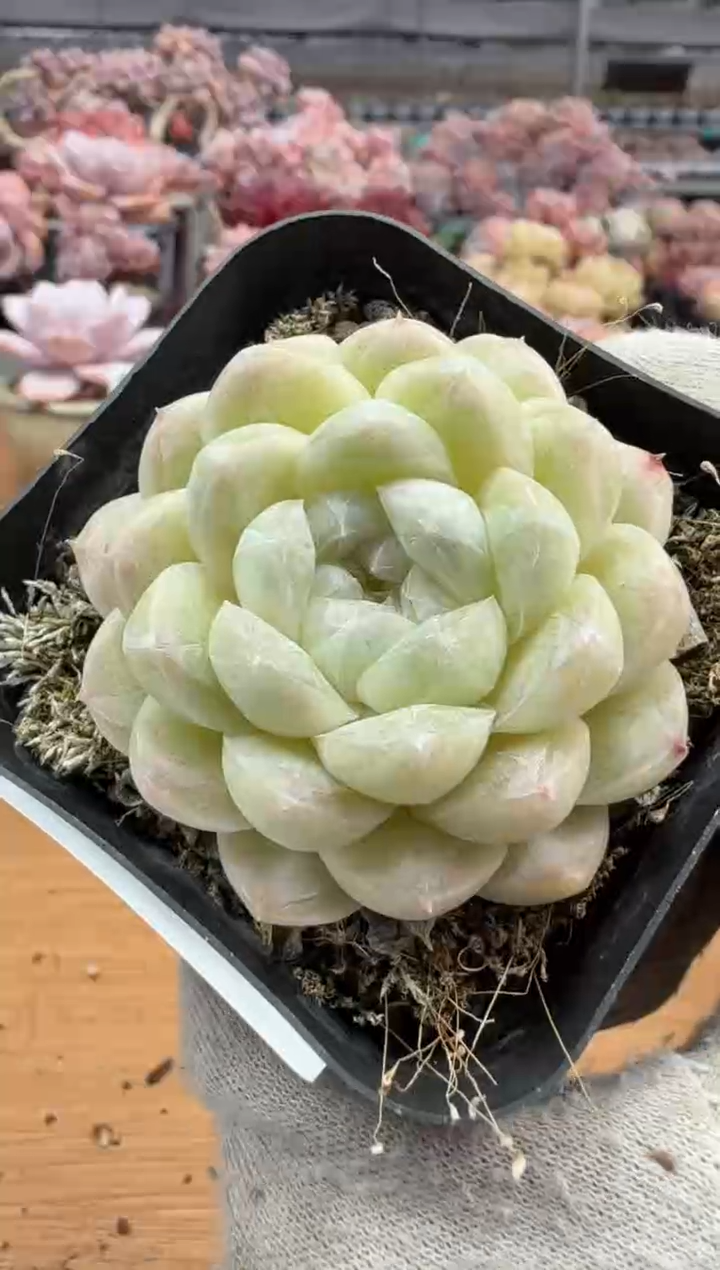 东云多肉园三店-52