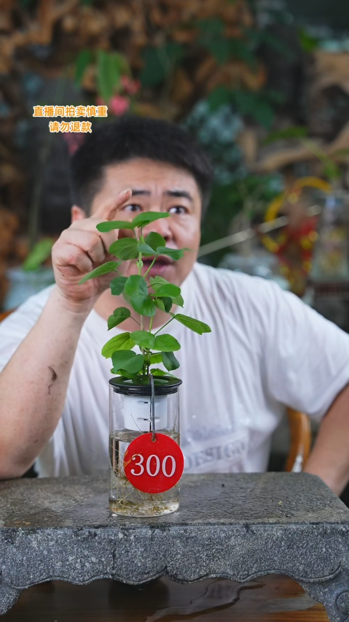 当前无花栽培后可以开花300滨朴T