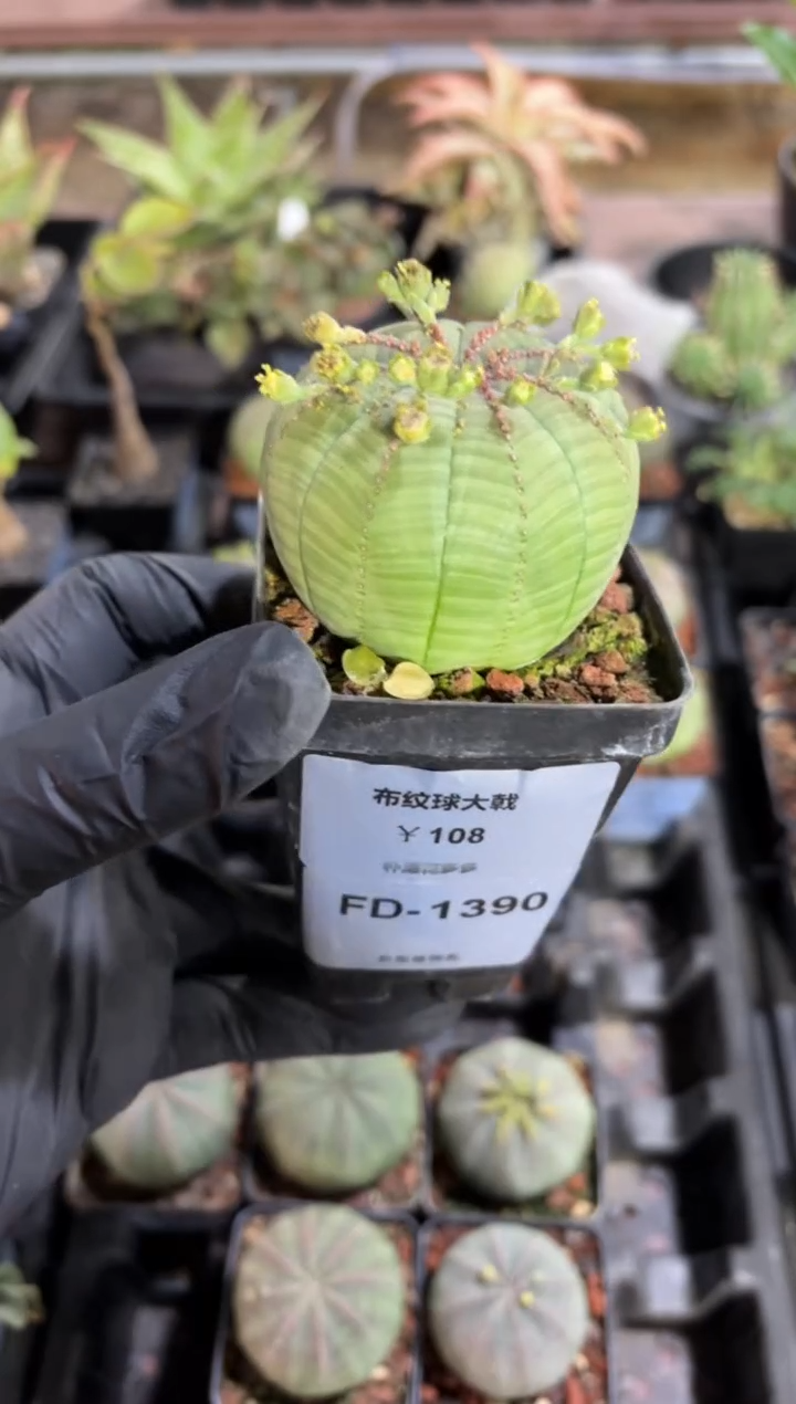 布纹球大戟FD-1390