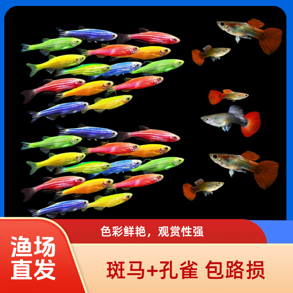 七彩斑马鱼孔雀鱼组合小型热带灯科淡水观赏鱼好养耐活鱼