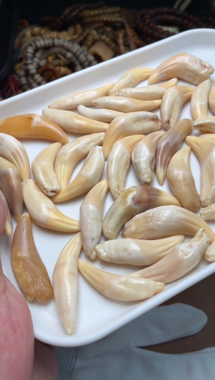 骆驼牙吊坠杂件292-骆驼牙随机1个