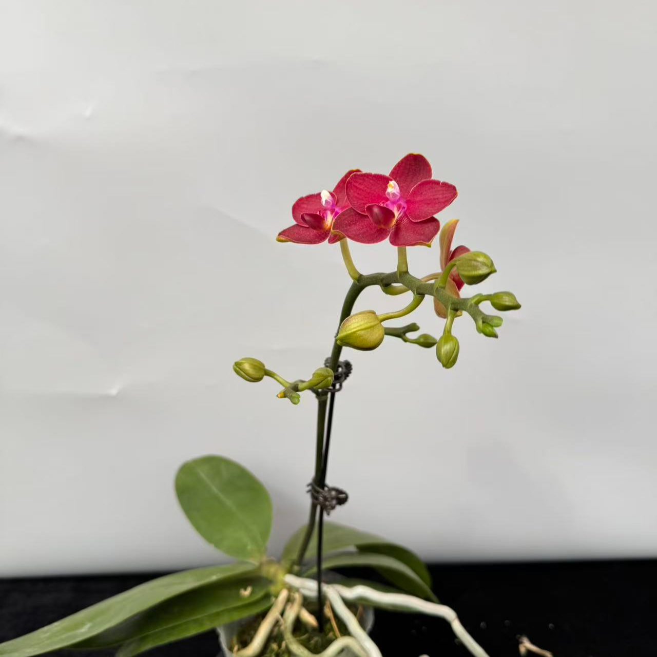 蝴蝶兰【香韵1934】（拍5颗及以上配盆） 年宵花昆明基地直发