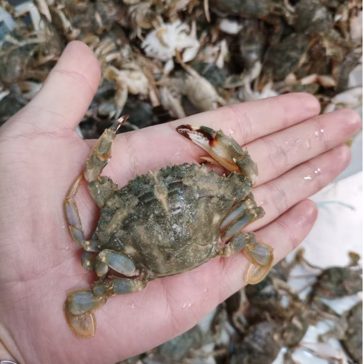 东港小花盖蟹公母混（个头小保鲜不保活掉腿情况属于正常介意勿拍）