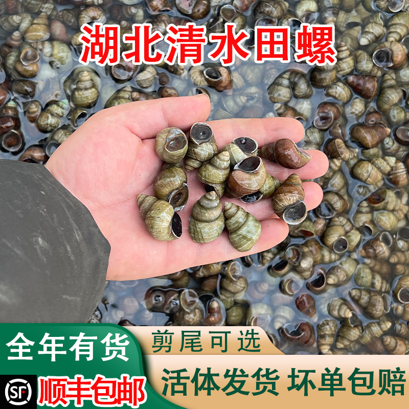 新鲜活石螺淡水螺蛳粉用活体泥螺无泥沙去尾清水螺丝剪尾鲜活田螺