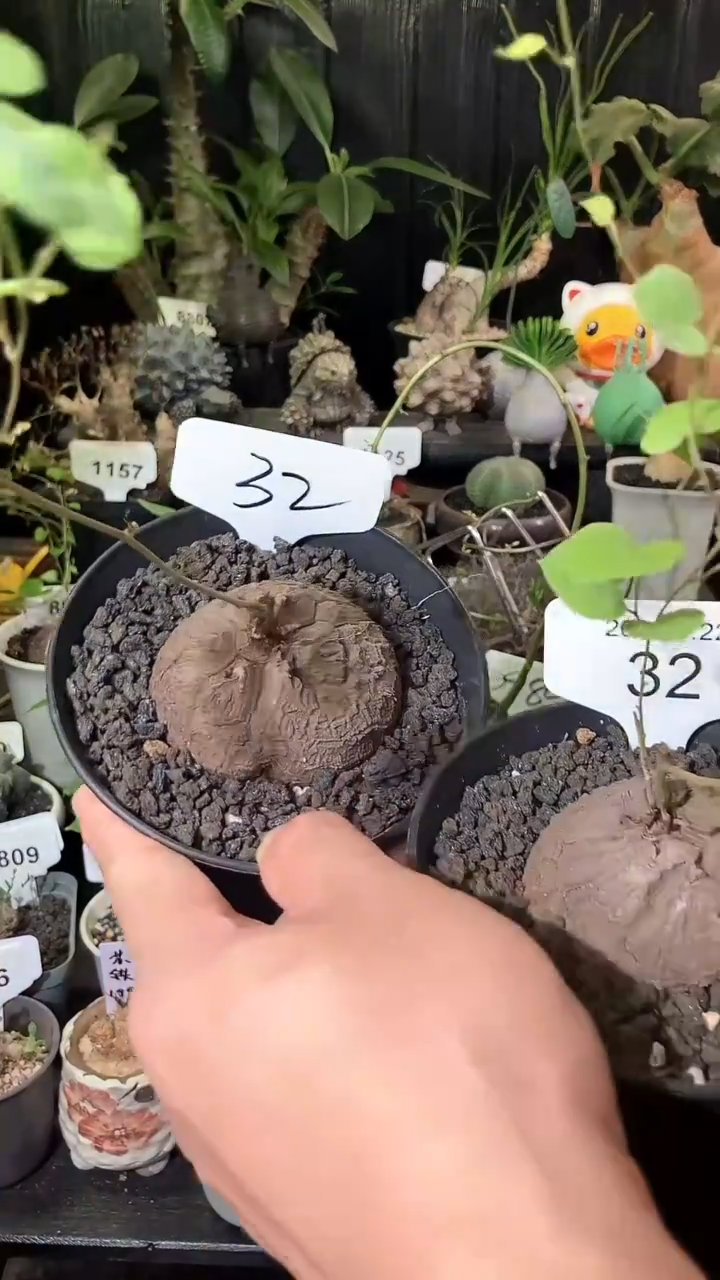 32号922福利南非龟甲龙买1个送1个