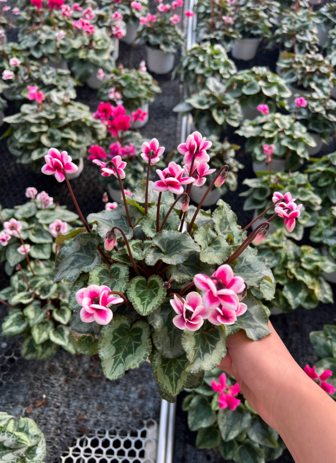 （重瓣匹克）品种的仙客来四季开花好养球根植（不换盆）