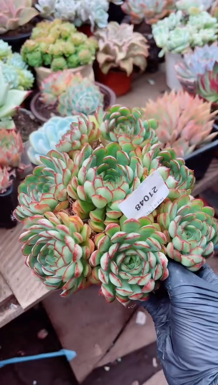 ?****梨21047多肉植物一物一拍