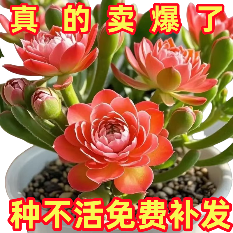 【多色重瓣】浓香型重瓣大花紫月寒盆栽绿植花卉大全四季开花南北