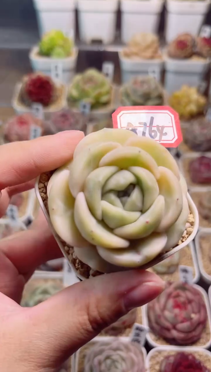 A764落云一物一拍