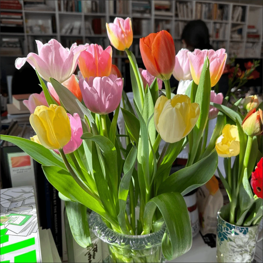 郁金香种球种子土培水培套餐冬季室内耐寒水养盆栽球根花卉