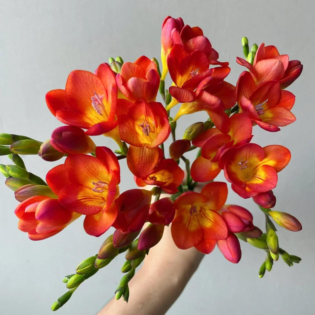 香雪兰各色每扎8-10枝