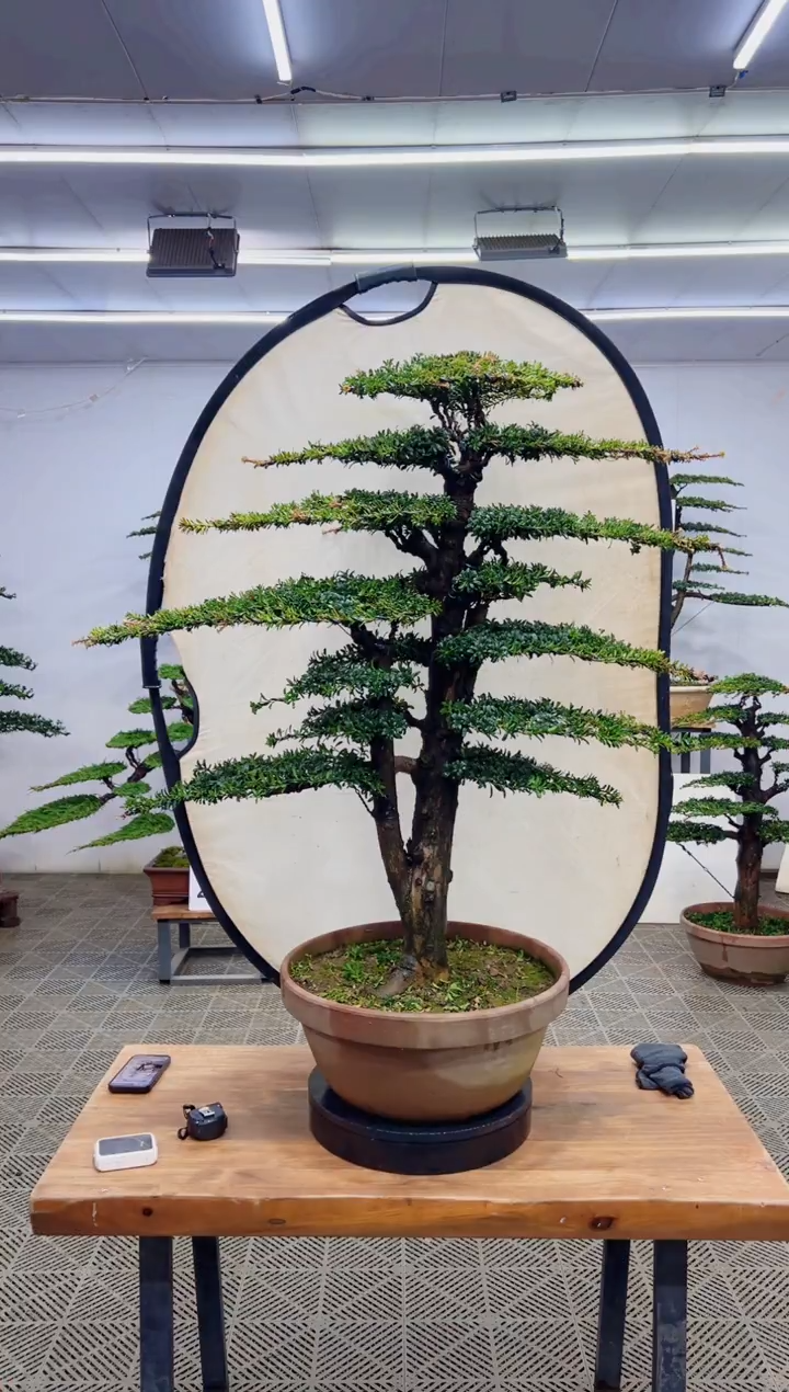 无花朵造型盆景一物一拍