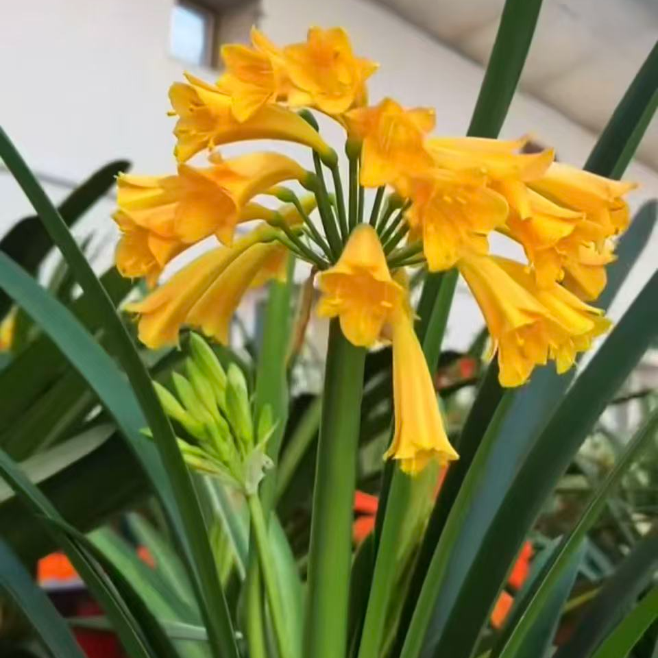 黄色布拉格君子兰异花