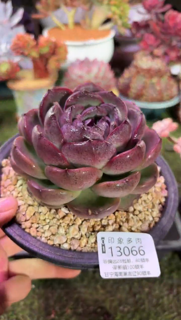 【闪购商品】13066