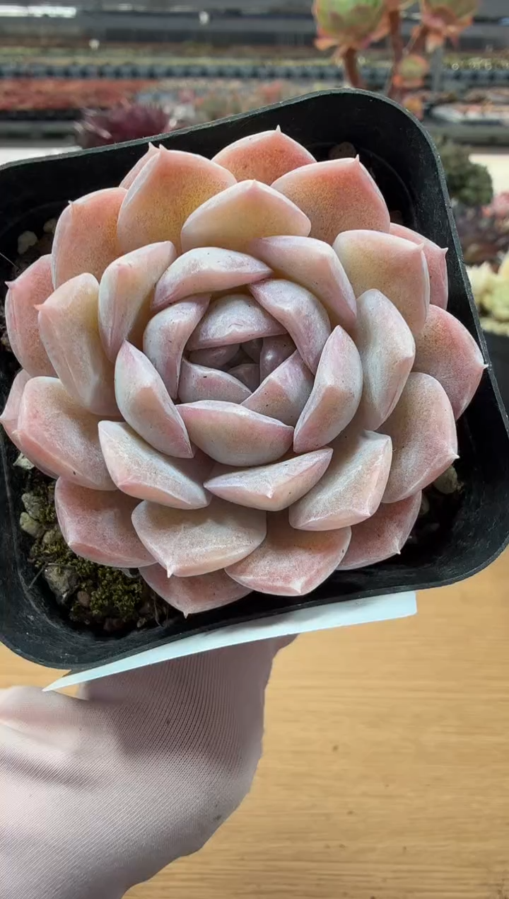 东云多肉园二店-62