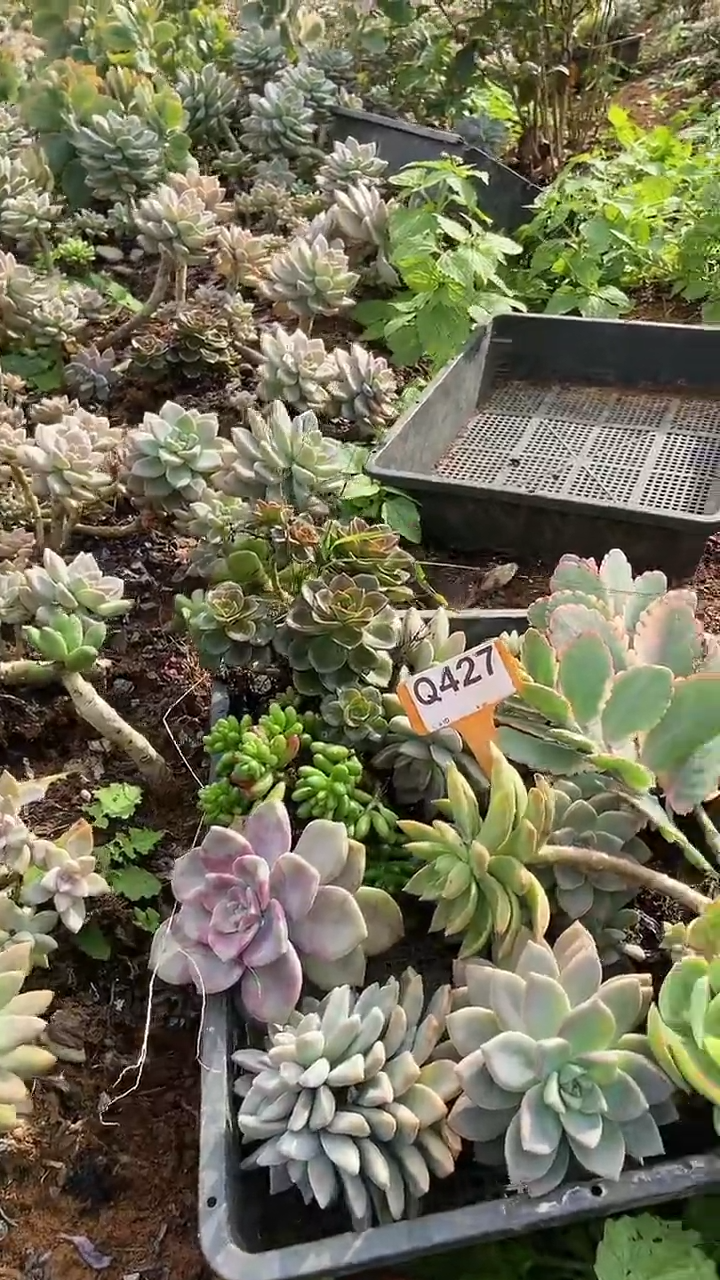 Q427地拍多肉枝头组合默认脱土发货