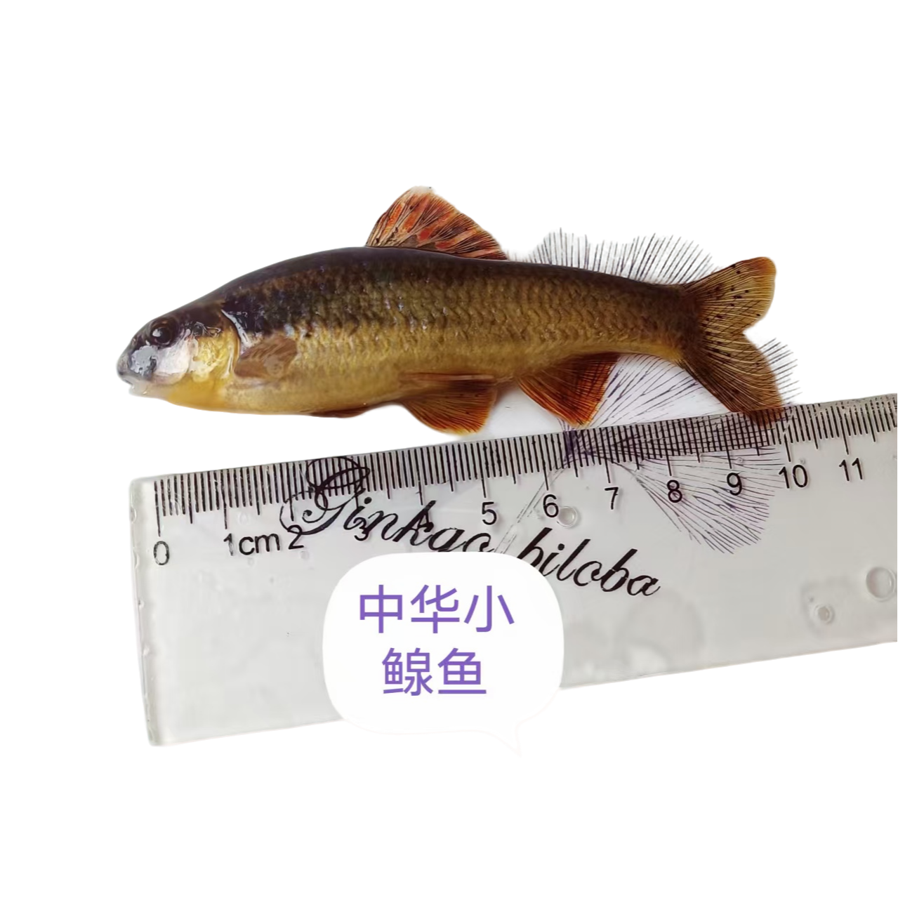 溪流原生观赏鱼中华小鳈