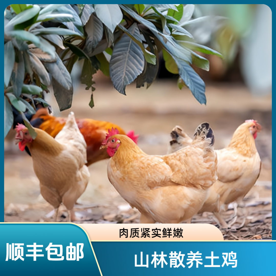 【4只装3年老母鸡】农家散养老母鸡到手4只 毛重约10-12斤 宰杀好净重约8-9斤（支持试吃1只）