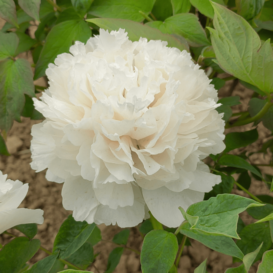 【景玉】正宗洛阳重瓣牡丹花苗北方耐寒盆栽地栽室内庭院花卉牡丹苗