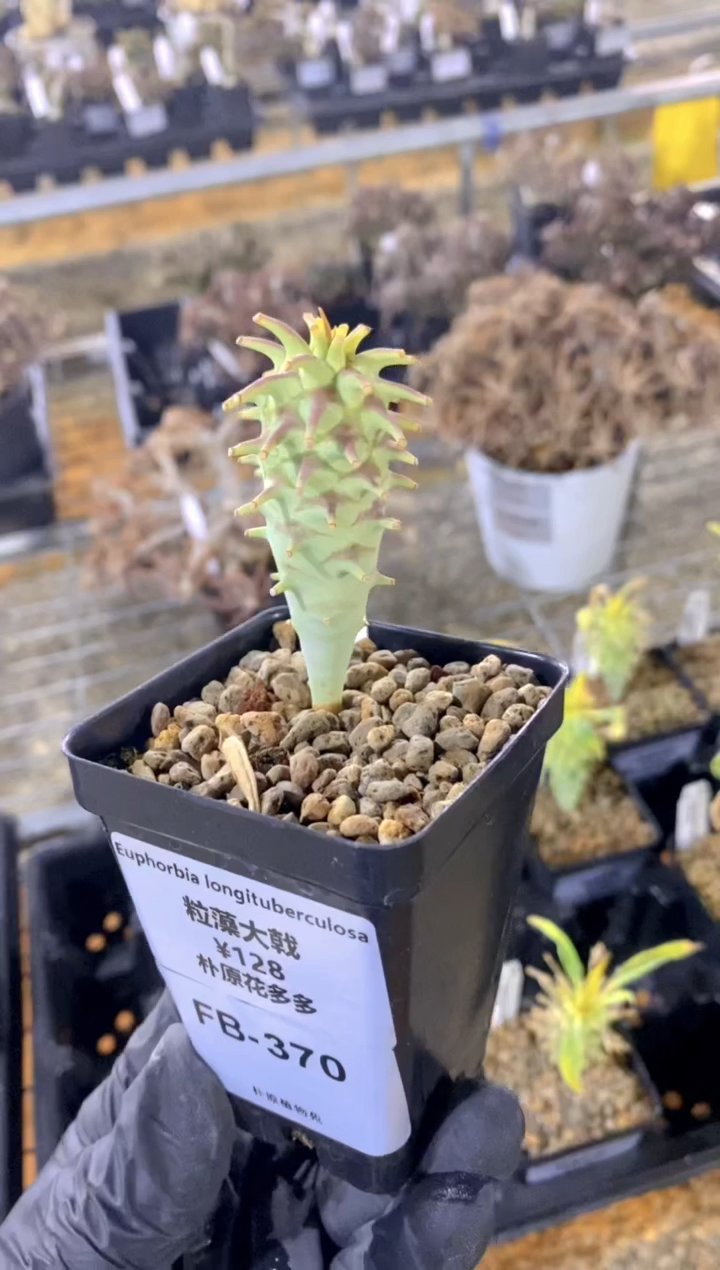 【闪购商品】粒藻大戟FB-370