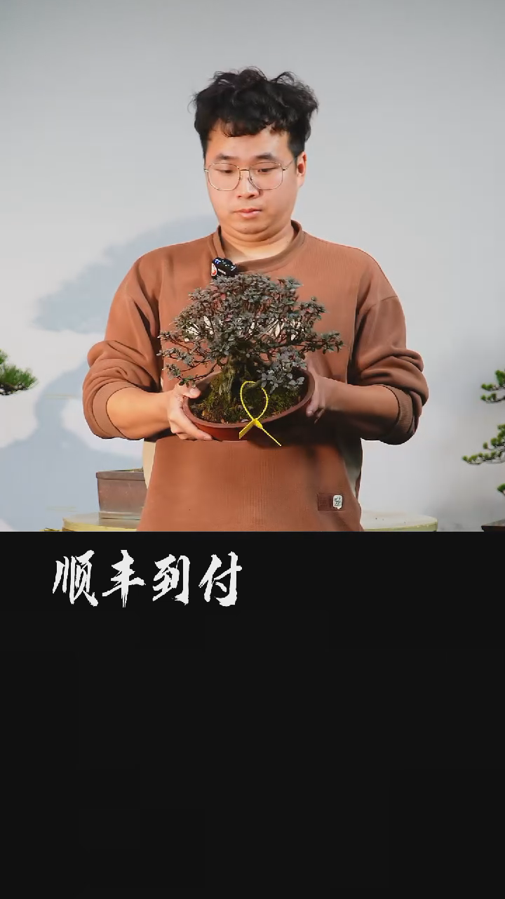 【闪购商品】1菊姬