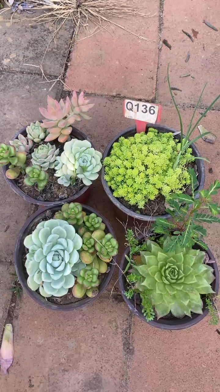 Q136多肉组合默认脱土发货