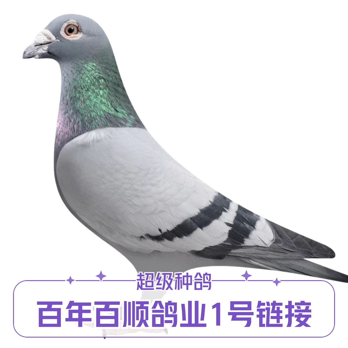 老鸽子成绩赛鸽血统种鸽青年幼鸽获奖保真正品瓦灰色