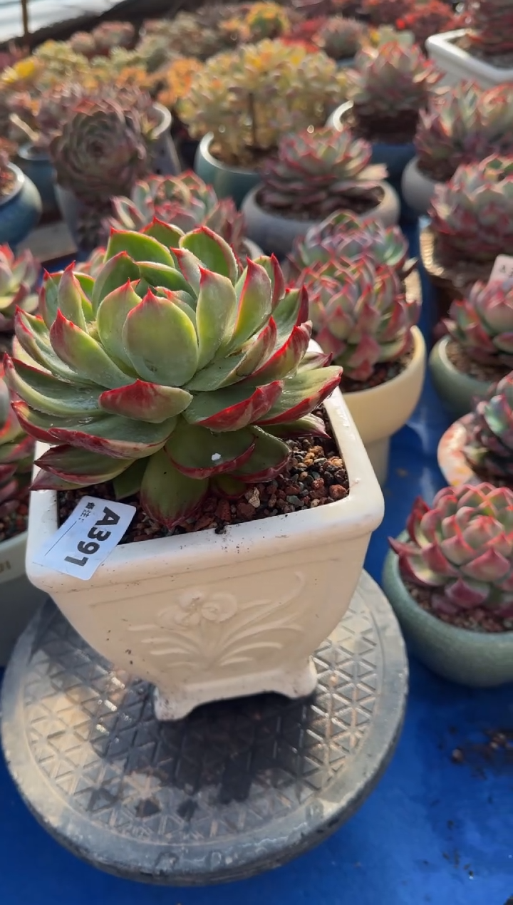 【闪购商品】A391惊鸿仙子（裸根发货）