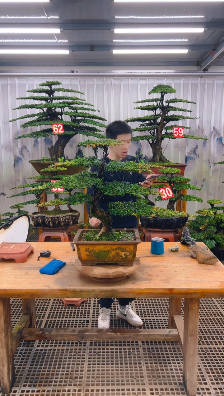 无花朵精品盆景直播间一物一 拍