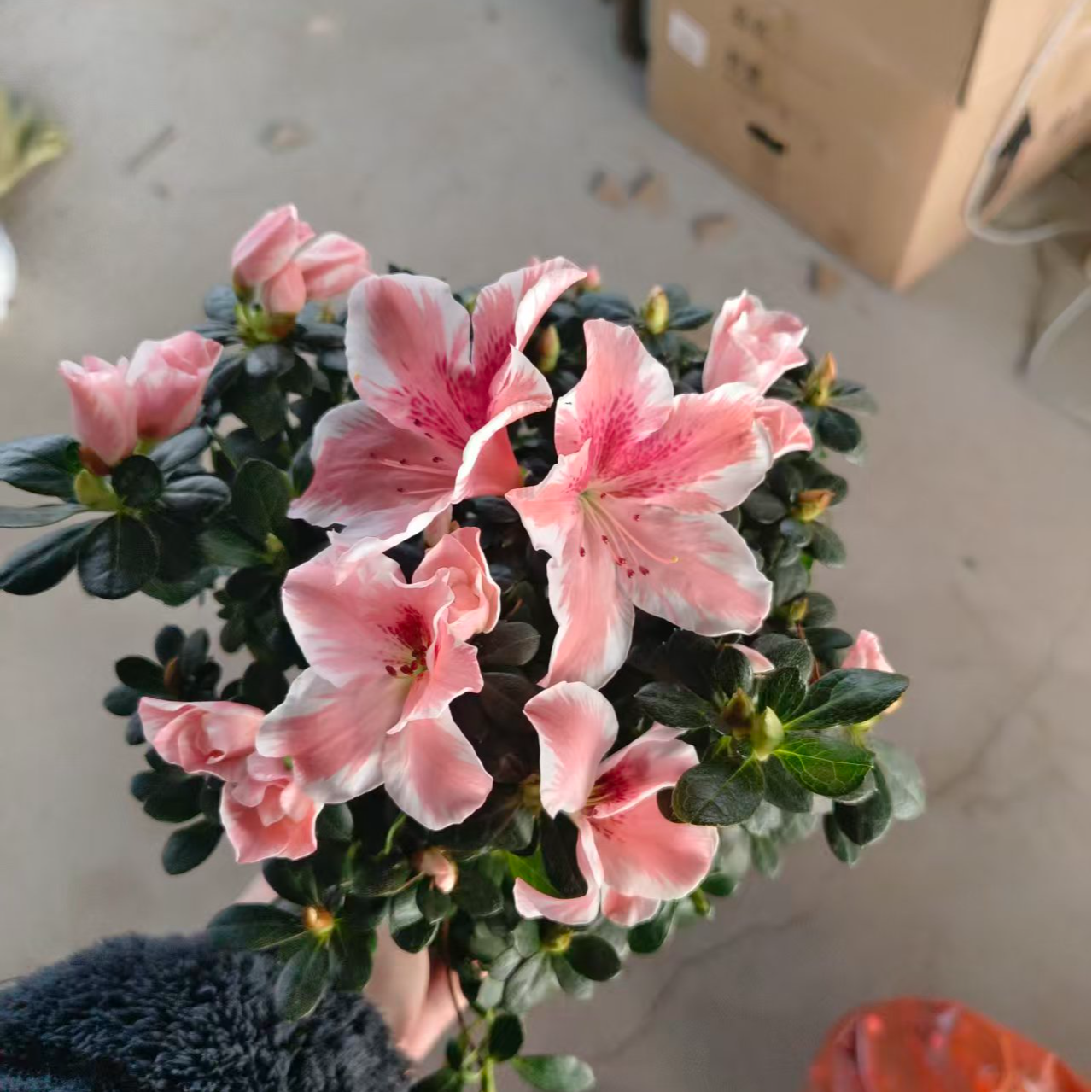 百合杜鹃花四季多季鹃盆栽品种苗 庭院客厅阳台盆栽