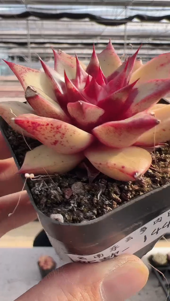 【闪购商品】新143