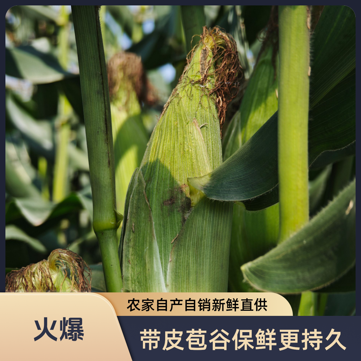 3斤白糯玉米带皮苞谷农家自产自销