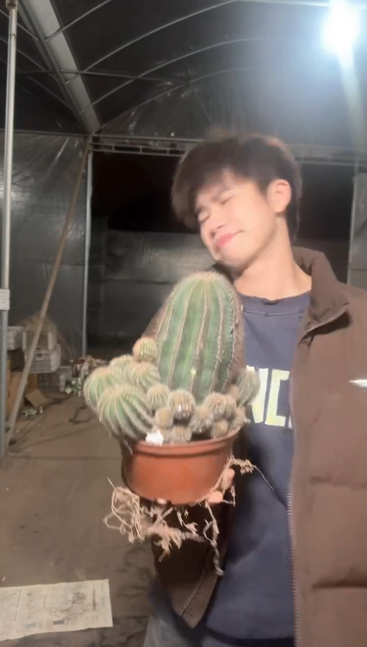 大金刚彩草 不指定带崽