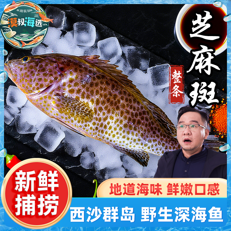 野生南海西沙速冻锁鲜芝麻斑石斑鱼海捕肉质鲜美海产海捕石斑海鲜